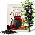 Black Chokecherry Tree Seeds (PRUNUS VIRGINIANA)