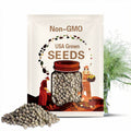 Frosted Explosion / Panicum elegans / Ornamental Grass seeds