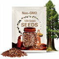Giant Redwood Sequoia Tree (Sequoiadendron Giganteum) Seeds