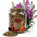 Mixed Tall PHLOX Paniculata SEEDS. Fresh for 2026. 20 Count. Experienced USA Grower.